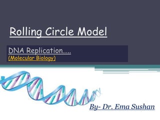 Rolling Circle Model
By- Dr. Ema Sushan
DNA Replication…..
(Molecular Biology)
 