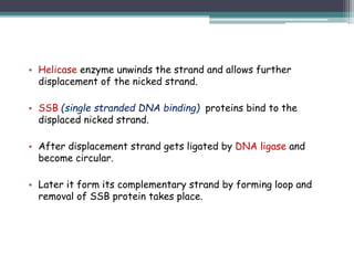 • Helicase enzyme unwinds the strand and allows further
displacement of the nicked strand.
• SSB (single stranded DNA binding) proteins bind to the
displaced nicked strand.
• After displacement strand gets ligated by DNA ligase and
become circular.
• Later it form its complementary strand by forming loop and
removal of SSB protein takes place.
 