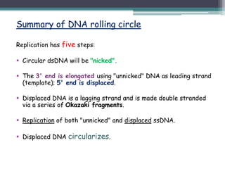 Summary of DNA rolling circle
Replication has five steps:
 Circular dsDNA will be "nicked".
 The 3' end is elongated using "unnicked" DNA as leading strand
(template); 5' end is displaced.
 Displaced DNA is a lagging strand and is made double stranded
via a series of Okazaki fragments.
 Replication of both "unnicked" and displaced ssDNA.
 Displaced DNA circularizes.
 