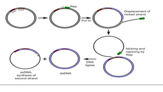 Comprehensive Overview of Rolling Circle Model of DNA Replication | PDF