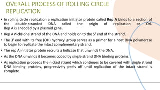 Comprehensive Overview of Rolling Circle Model of DNA Replication | PDF