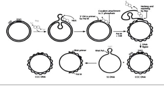 Comprehensive Overview of Rolling Circle Model of DNA Replication | PDF