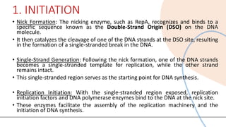 Comprehensive Overview of Rolling Circle Model of DNA Replication | PDF