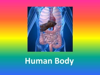 Human Body
 