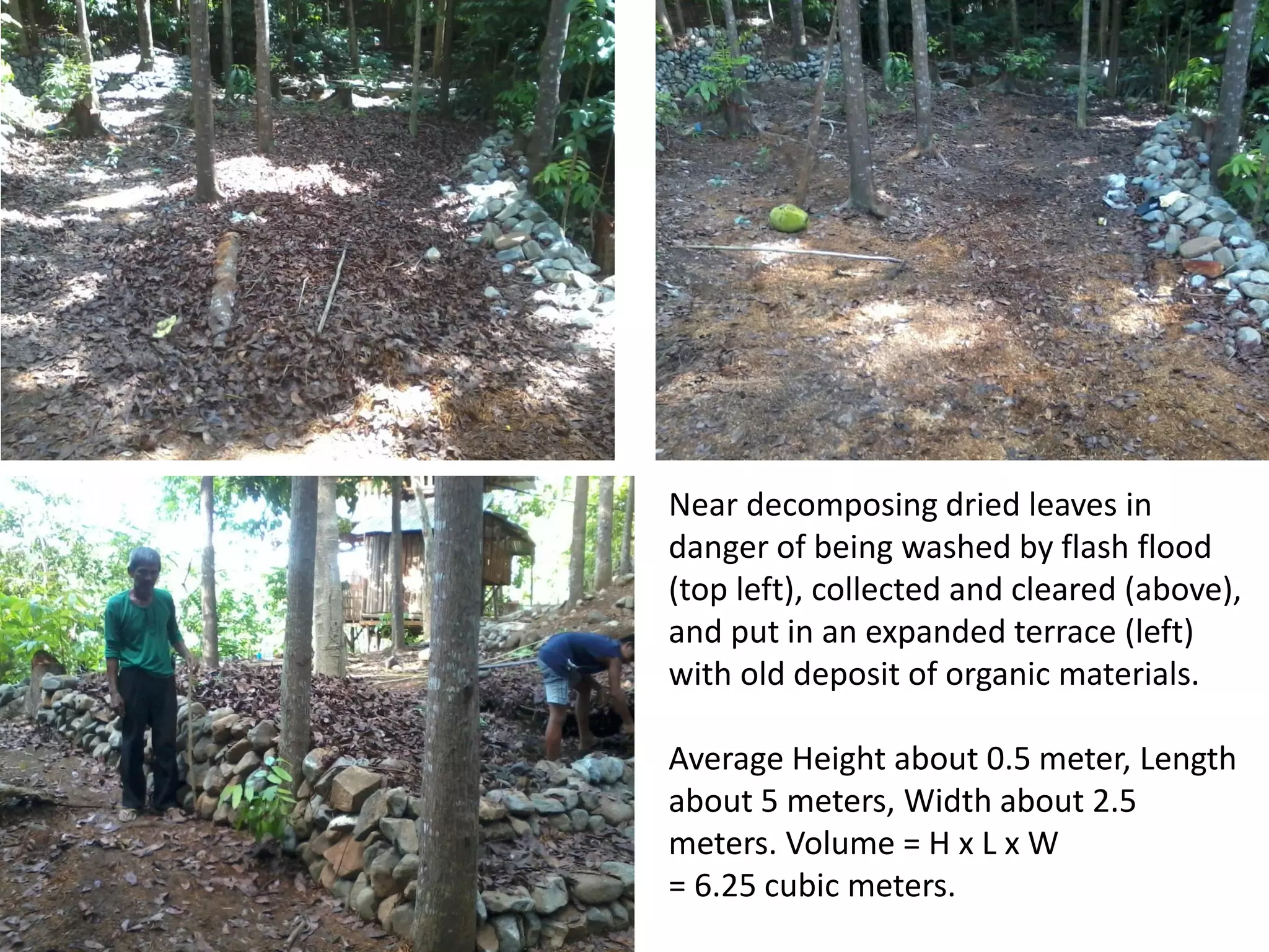 Near decomposing dried leaves in
danger of being washed by flash flood
(top left), collected and cleared (above),
and put in an expanded terrace (left)
with old deposit of organic materials.
Average Height about 0.5 meter, Length
about 5 meters, Width about 2.5
meters. Volume = H x L x W
= 6.25 cubic meters.
 