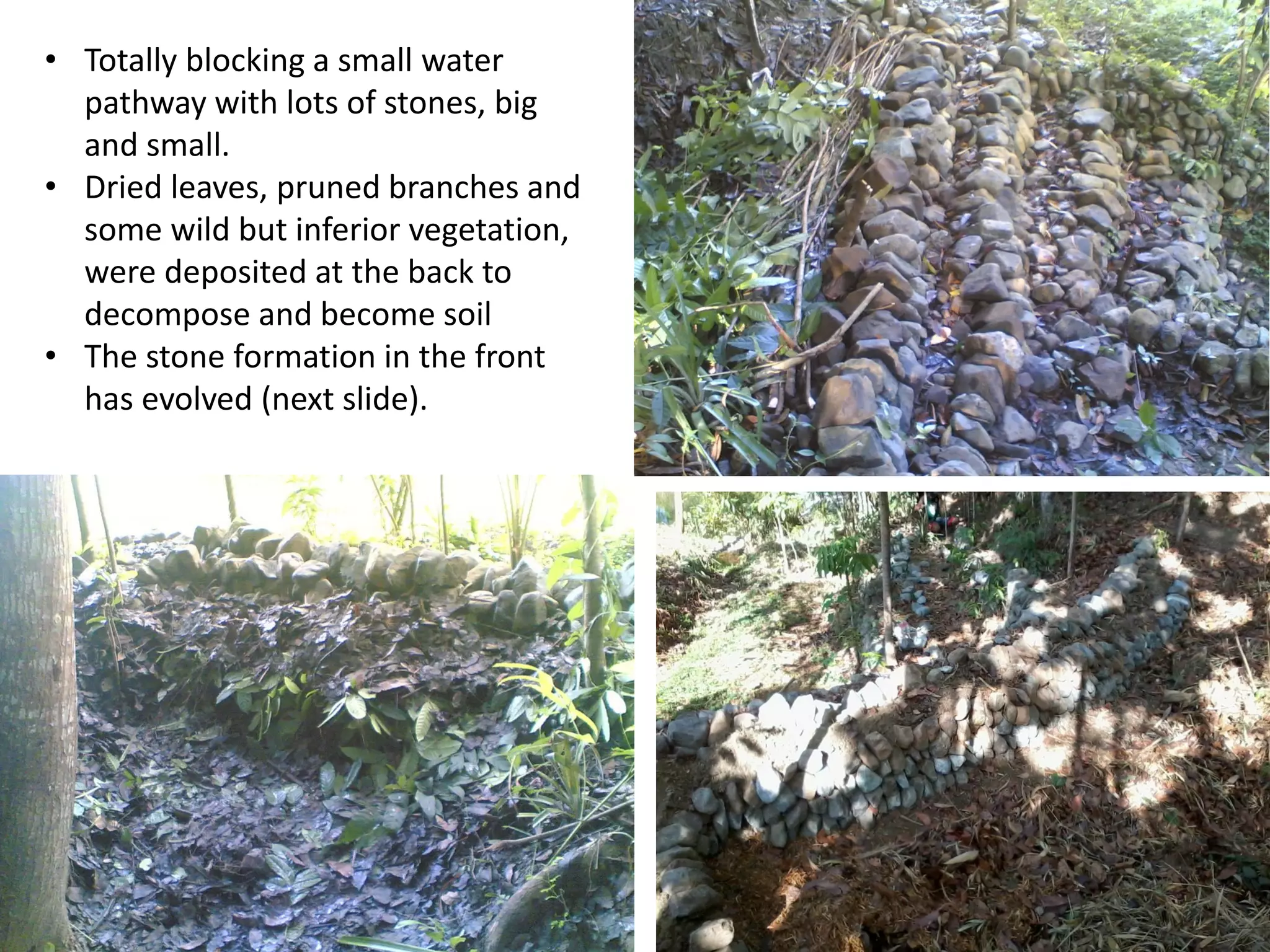 • Totally blocking a small water
pathway with lots of stones, big
and small.
• Dried leaves, pruned branches and
some wild but inferior vegetation,
were deposited at the back to
decompose and become soil
• The stone formation in the front
has evolved (next slide).
 