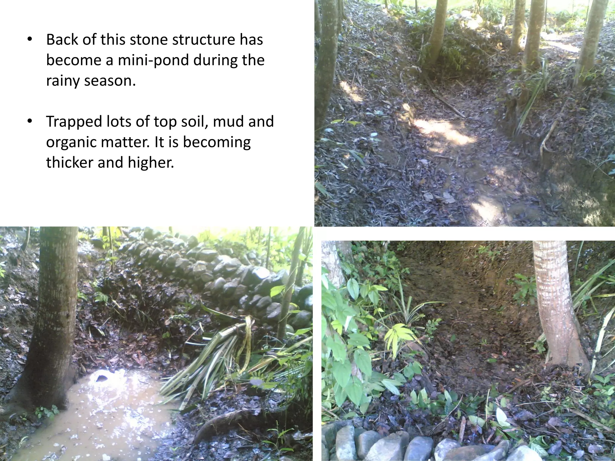 • Back of this stone structure has
become a mini-pond during the
rainy season.
• Trapped lots of top soil, mud and
organic matter. It is becoming
thicker and higher.
 