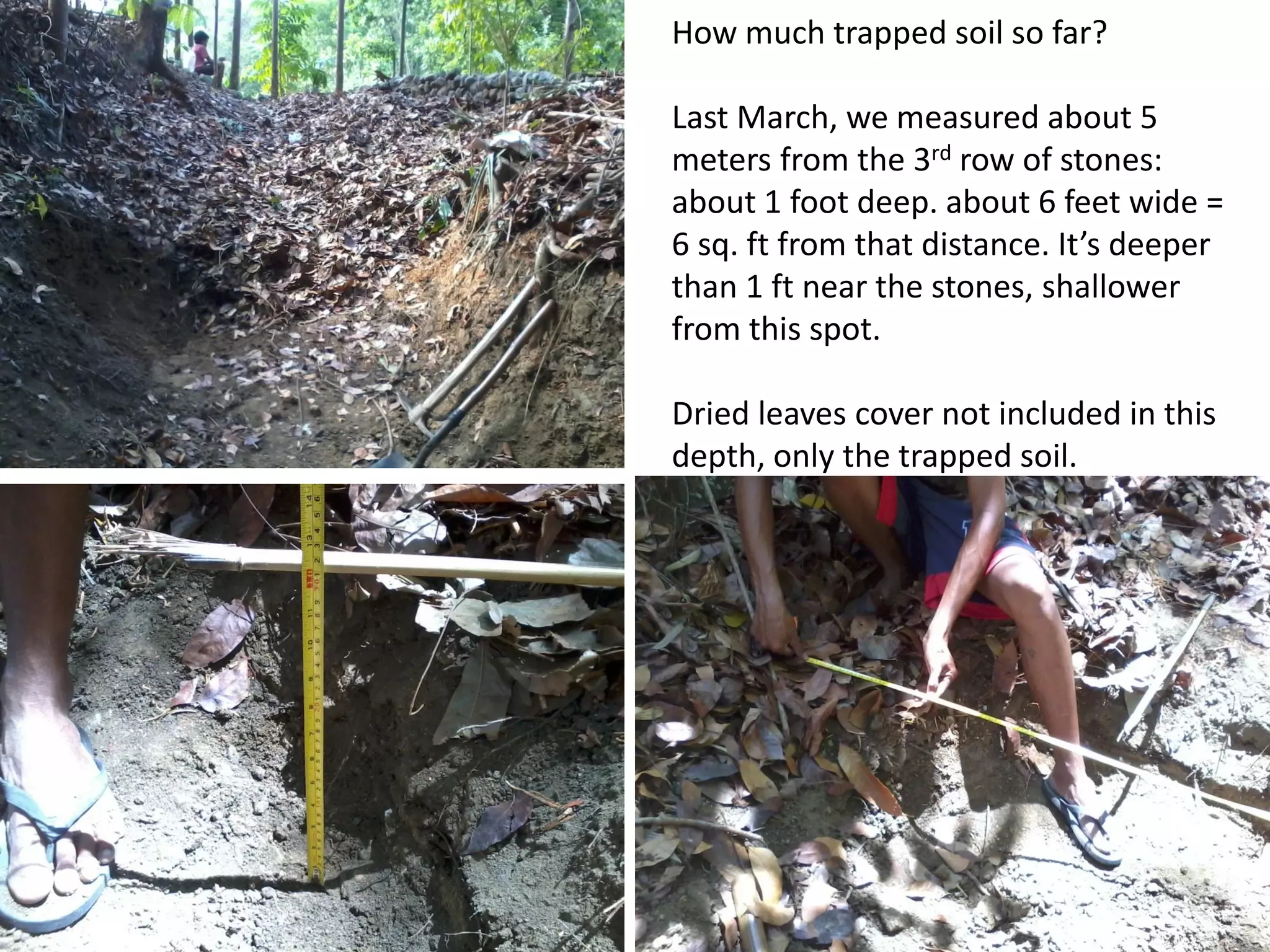 How much trapped soil so far?
Last March, we measured about 5
meters from the 3rd row of stones:
about 1 foot deep. about 6 feet wide =
6 sq. ft from that distance. It’s deeper
than 1 ft near the stones, shallower
from this spot.
Dried leaves cover not included in this
depth, only the trapped soil.
 
