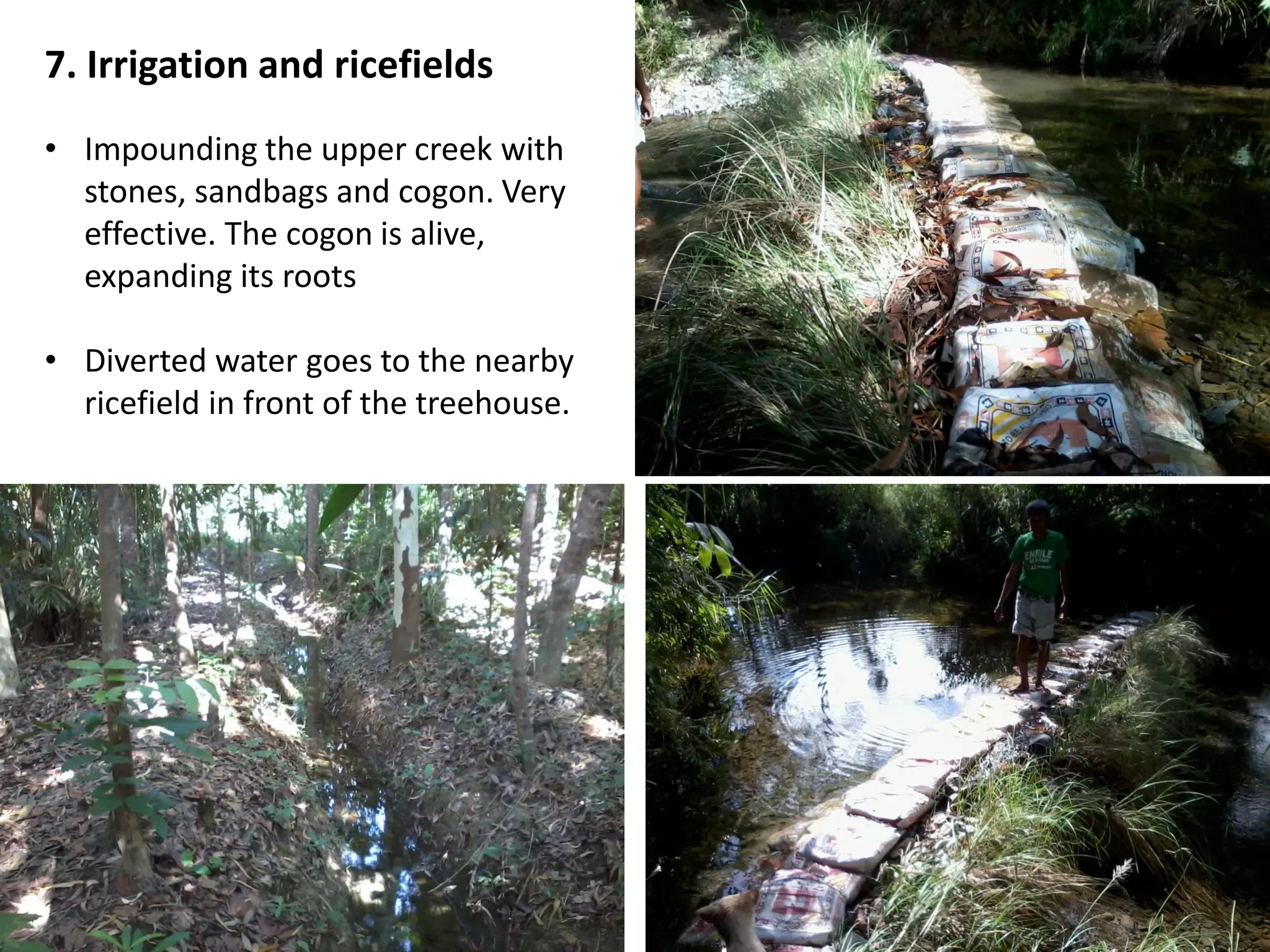 7. Irrigation and ricefields
• Impounding the upper creek with
stones, sandbags and cogon. Very
effective. The cogon is alive,
expanding its roots
• Diverted water goes to the nearby
ricefield in front of the treehouse.
 