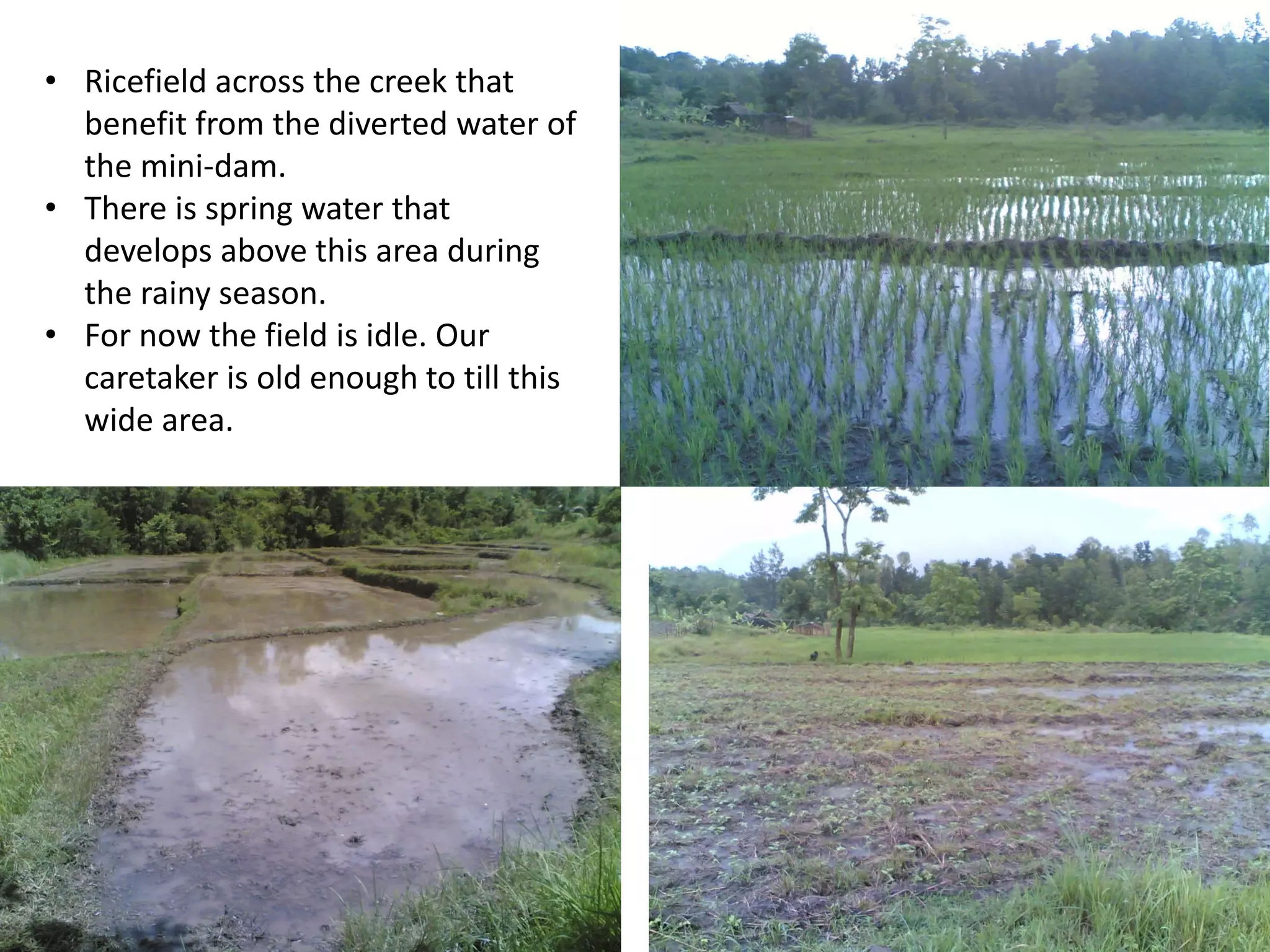 • Ricefield across the creek that
benefit from the diverted water of
the mini-dam.
• There is spring water that
develops above this area during
the rainy season.
• For now the field is idle. Our
caretaker is old enough to till this
wide area.
 