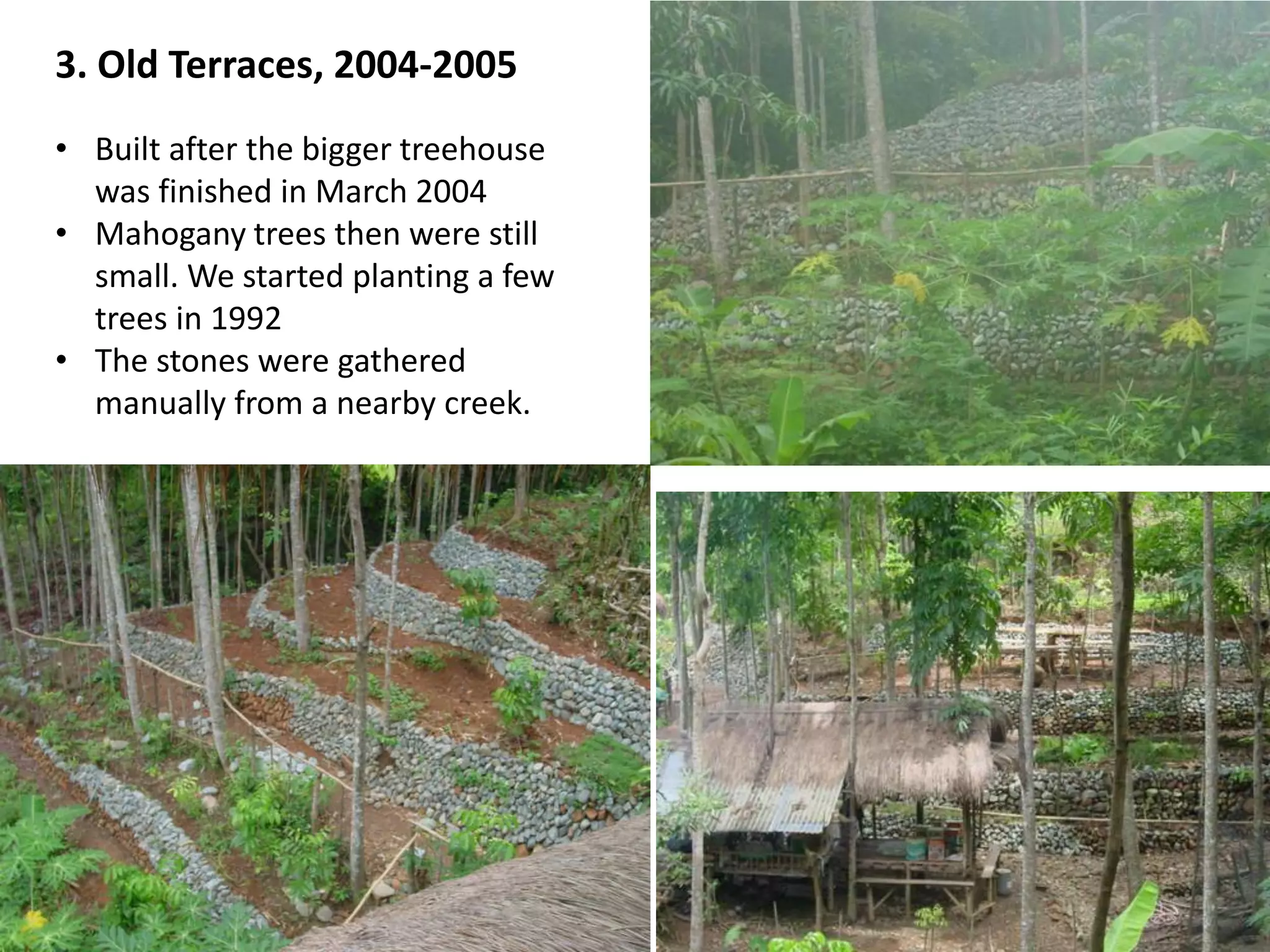 3. Old Terraces, 2004-2005
• Built after the bigger treehouse
was finished in March 2004
• Mahogany trees then were still
small. We started planting a few
trees in 1992
• The stones were gathered
manually from a nearby creek.
 