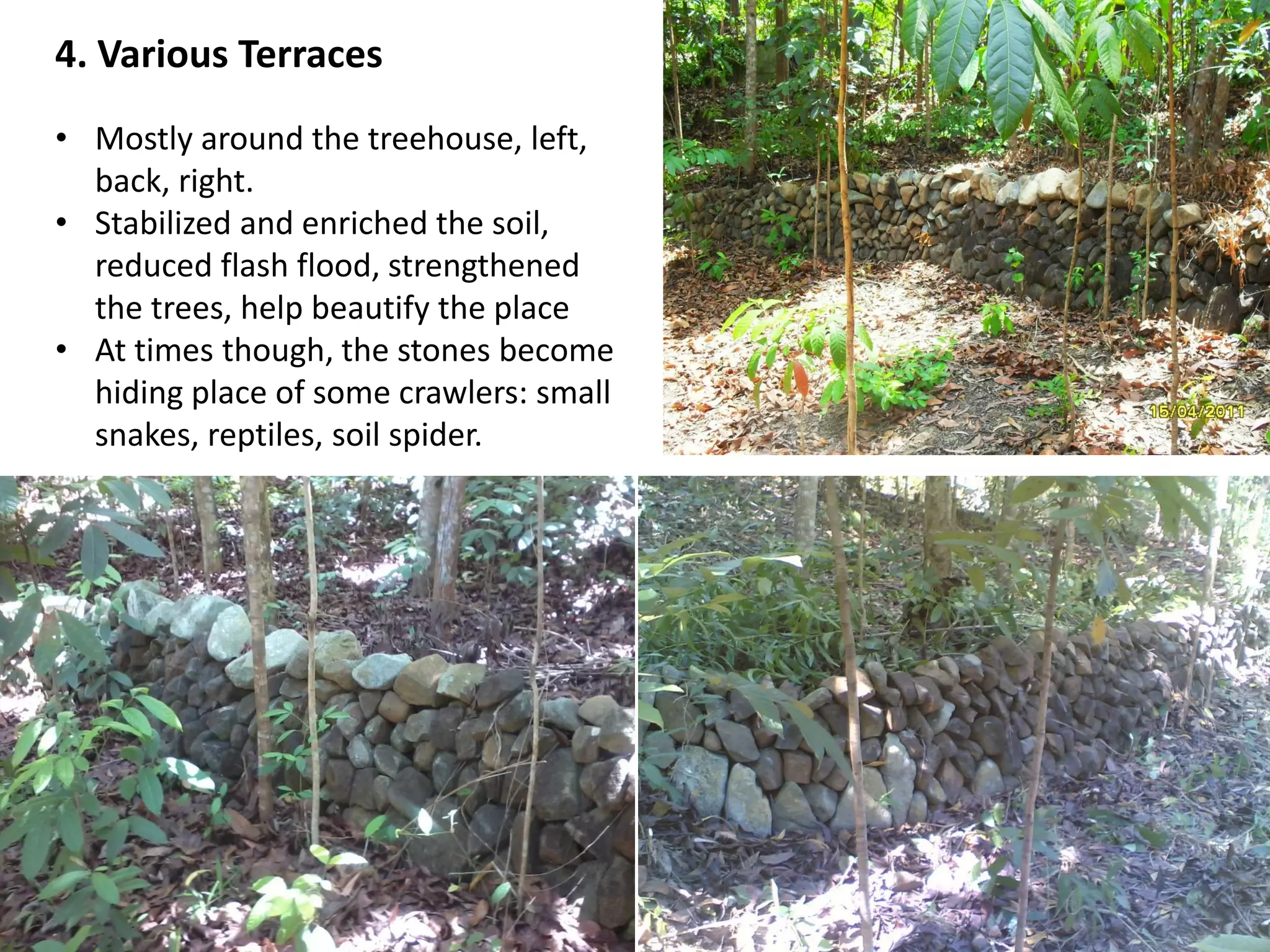4. Various Terraces
• Mostly around the treehouse, left,
back, right.
• Stabilized and enriched the soil,
reduced flash flood, strengthened
the trees, help beautify the place
• At times though, the stones become
hiding place of some crawlers: small
snakes, reptiles, soil spider.
 