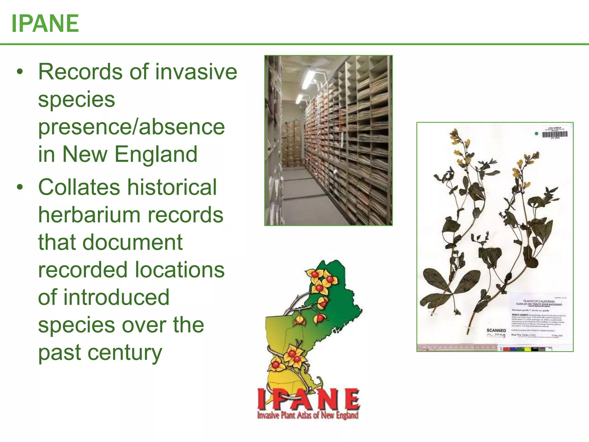 IPANE
• Records of invasive
  species
  presence/absence
  in New England
• Collates historical
  herbarium records
  that document
  recorded locations
  of introduced
  species over the
  past century
 
