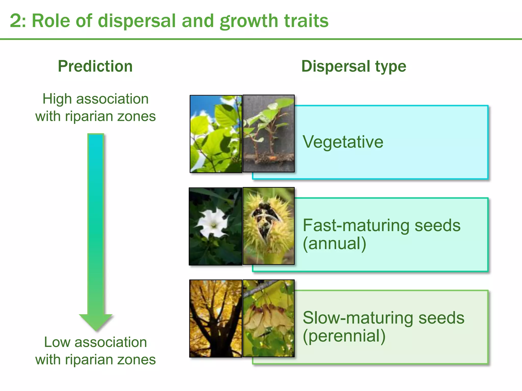 2: Role of dispersal and growth traits

      Prediction                  Dispersal type
    High association
   with riparian zones
                                  Vegetative



                                  Fast-maturing seeds
                                  (annual)



                                  Slow-maturing seeds
    Low association               (perennial)
   with riparian zones
 