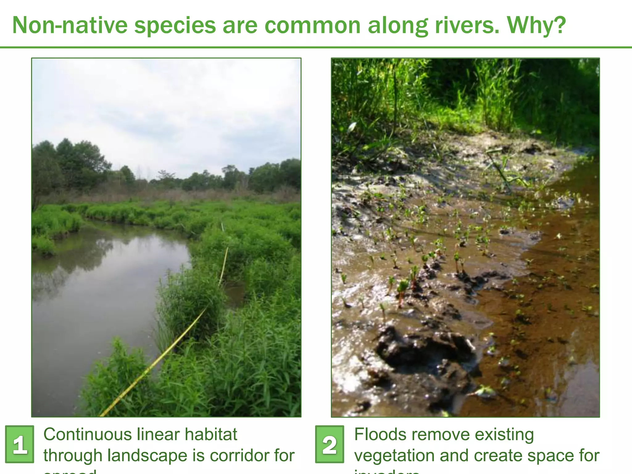 Non-native species are common along rivers. Why?




  Continuous linear habitat           Floods remove existing
  through landscape is corridor for   vegetation and create space for
 