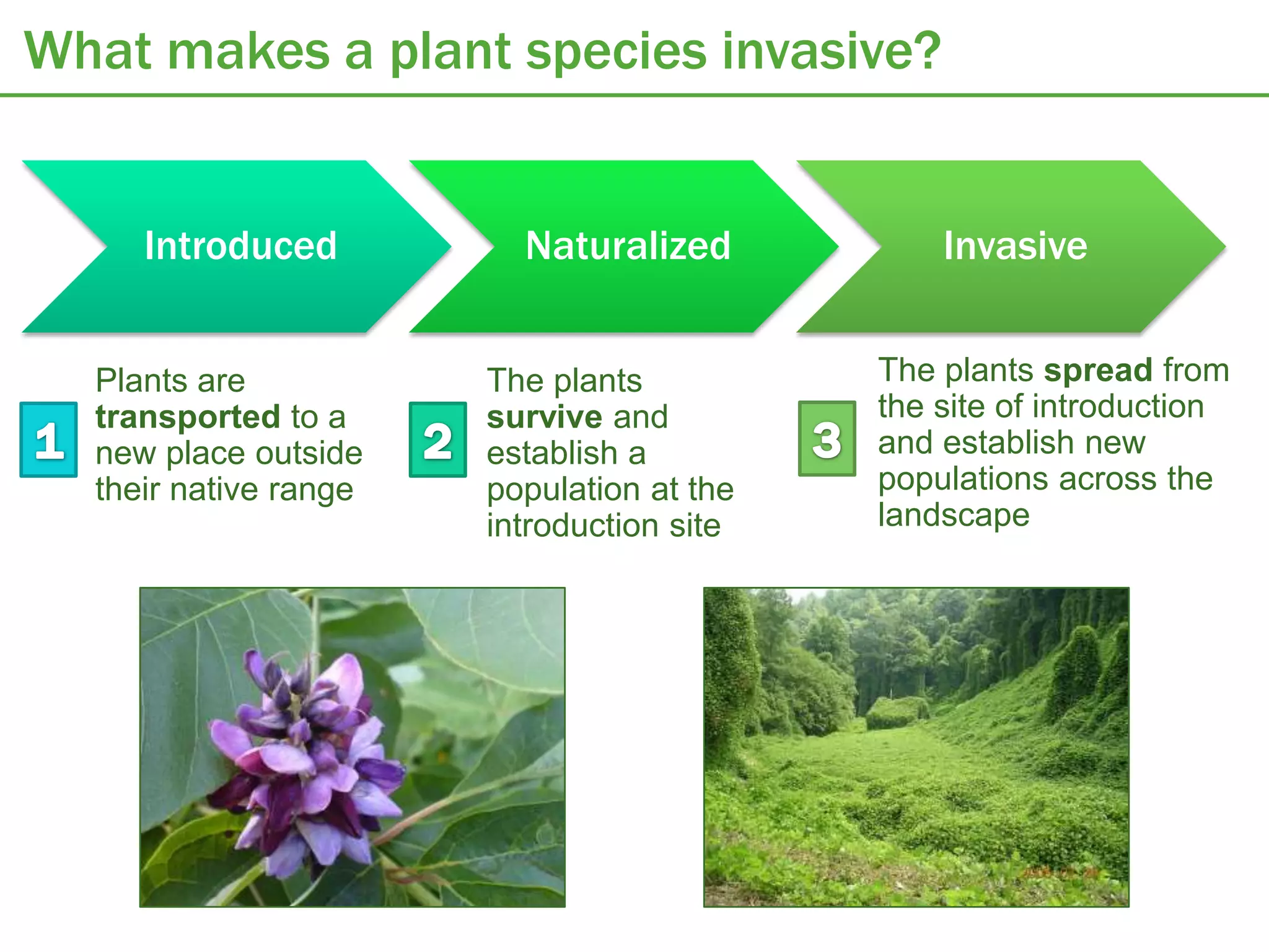What makes a plant species invasive?


     Introduced          Naturalized           Invasive


  Plants are           The plants          The plants spread from
  transported to a     survive and         the site of introduction
  new place outside    establish a         and establish new
  their native range   population at the   populations across the
                       introduction site   landscape
 