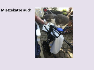 Mietzekatze auch

 