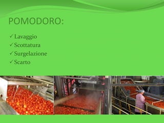 POMODORO:
Lavaggio
Scottatura
Surgelazione
Scarto
 