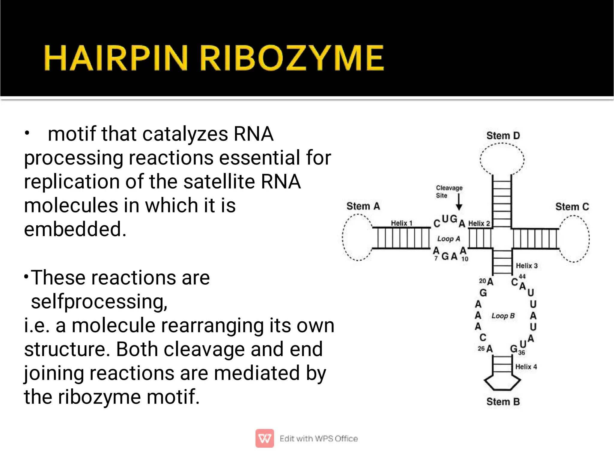•
•
motif that catalyzes RNA
processing reactions essential for
replication of the satellite RNA
molecules in which it is
embedded.
These reactions are
selfprocessing,
i.e. a molecule rearranging its own
structure. Both cleavage and end
joining reactions are mediated by
the ribozyme motif.
 