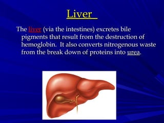 LiverLiver
TheThe liverliver (via the intestines) excretes bile(via the intestines) excretes bile
pigments that result from the destruction ofpigments that result from the destruction of
hemoglobin. It also converts nitrogenous wastehemoglobin. It also converts nitrogenous waste
from the break down of proteins intofrom the break down of proteins into ureaurea..
 