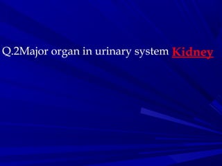 Q.2Major organ in urinary system Kidney
 