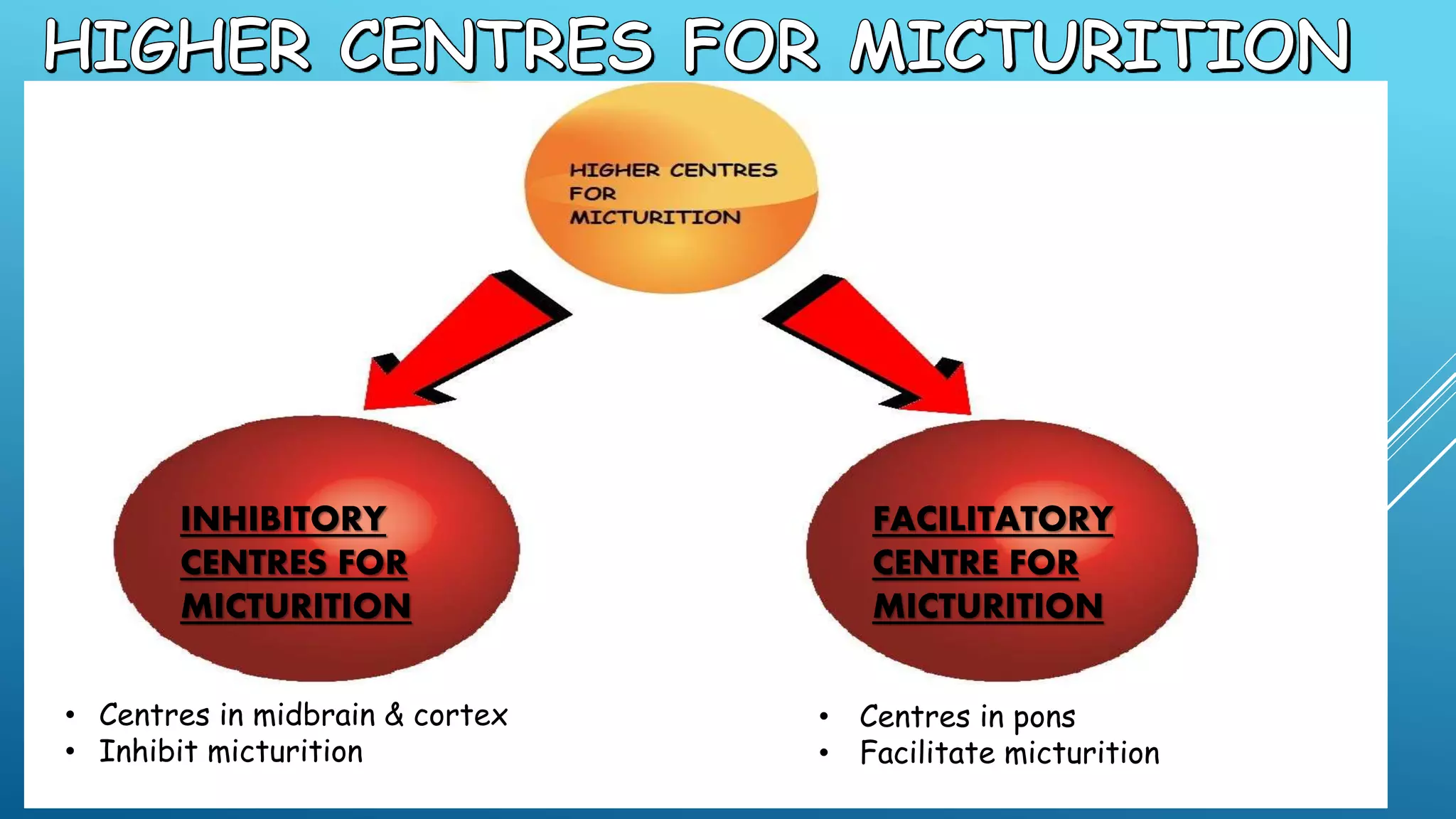 micturition reflex | PPTX