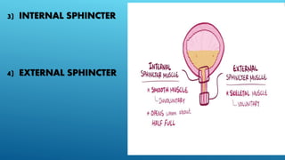 micturition reflex | PPTX