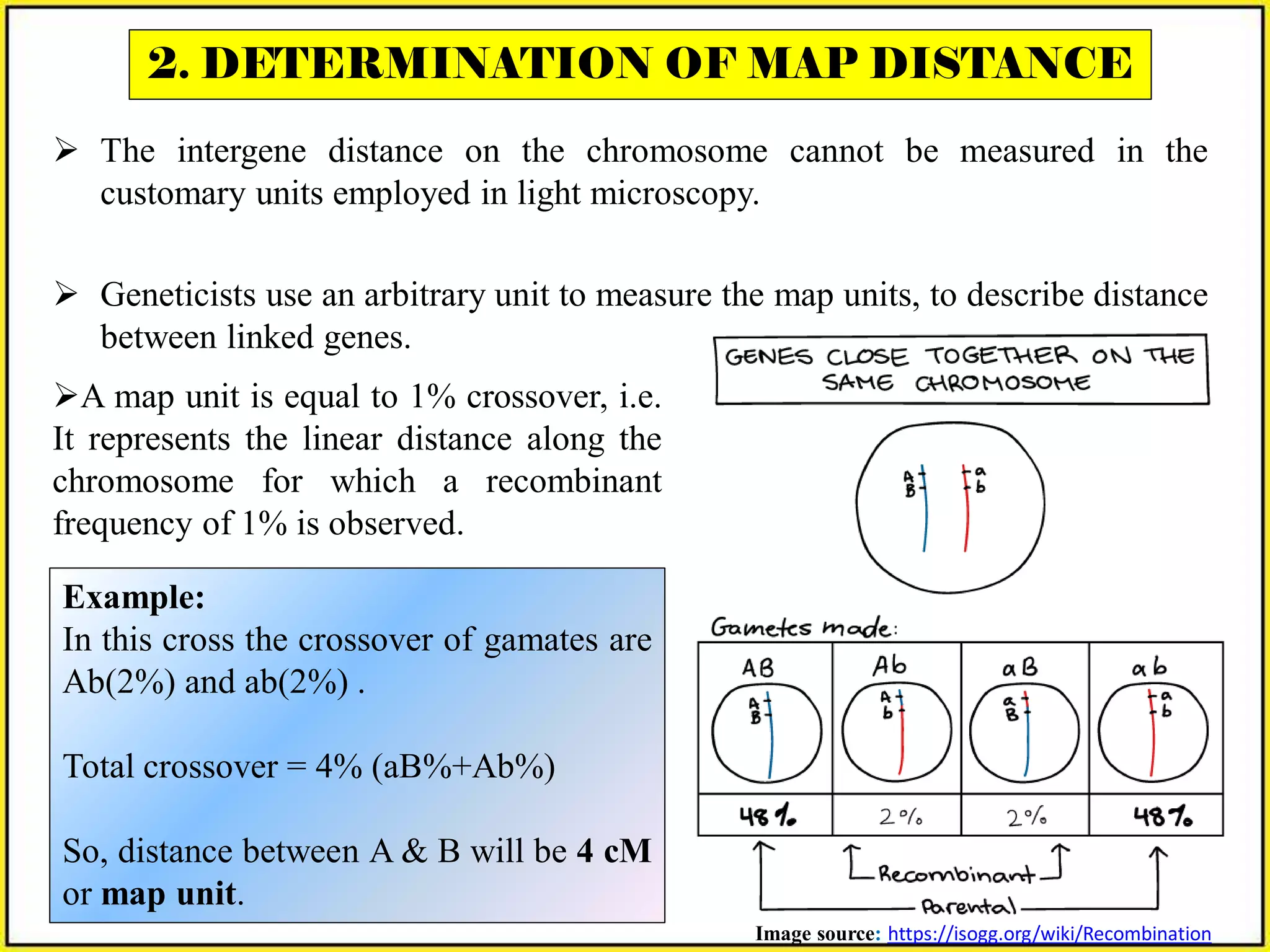 Gene Mapping Methods:Linkage Maps & Mapping with Molecular Markers | PDF