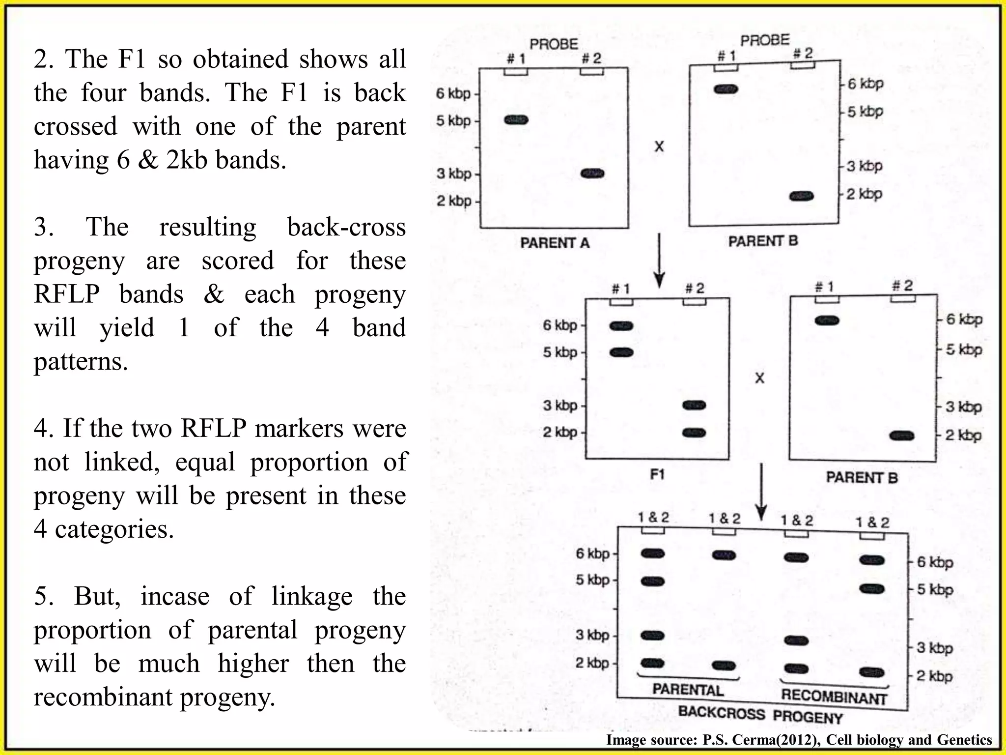 Gene Mapping Methods:Linkage Maps & Mapping with Molecular Markers | PDF