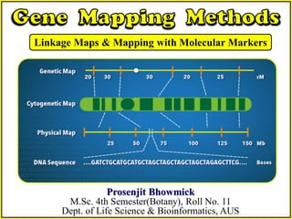 Prosenjit Bhowmick
M.Sc. 4th Semester(Botany), Roll No. 11
Dept. of Life Science & Bioinformatics, AUS
Linkage Maps & Mapping with Molecular Markers
 