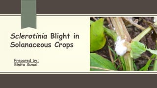 Prepared by:
Binita Suwal
Sclerotinia Blight in
Solanaceous Crops
 