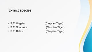 Extinct species
• P.T. Virgata (Caspian Tiger)
• P.T. Sondaica (Caspian Tiger)
• P.T. Balica (Caspian Tiger)
 