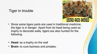 Tiger in trouble
• Since some tigers parts are used in traditional medicine,
the tiger is in danger. Apart from its head being used as
trophy to decorate walls, tigers are also hunted for the
following
• Head- as a trophy on the wall
• Brain- to cure laziness and pimples.
 