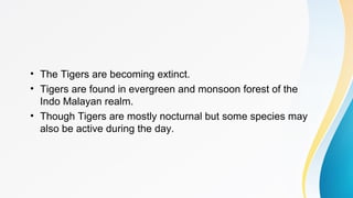 • The Tigers are becoming extinct.
• Tigers are found in evergreen and monsoon forest of the
Indo Malayan realm.
• Though Tigers are mostly nocturnal but some species may
also be active during the day.
 
