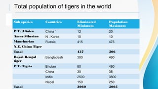 Total population of tigers in the world
Sub species Countries Eliminated
Minimum
Population
Maximum
P.T. Altaica China ` 12 20
Amur Siberian N . Korea 10 10
Manchurian Russia 415 476
N.E. China Tiger
Total 437 506
Royal Bengal
tiger
Bangladesh 300 460
P.T. Tigris Bhutan 80 460
China 30 35
India 2500 3800
Nepal 150 250
Total 3060 5005
 