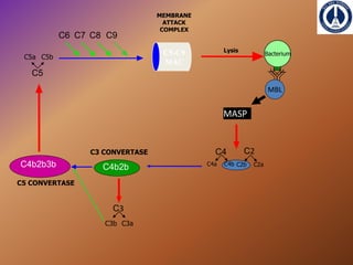 COMPLEMENT SYSTEM[immunology] | PPTX