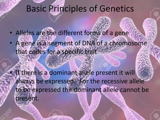 Basic Principles of Genetics
• Alleles are the different forms of a gene
• A gene is a segment of DNA of a chromosome
that codes for a specific trait
• If there is a dominant allele present it will
always be expressed. For the recessive allele
to be expressed the dominant allele cannot be
present.
 