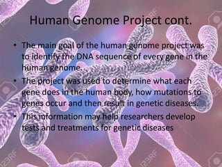Human Genome Project cont.
• The main goal of the human genome project was
to identify the DNA sequence of every gene in the
human genome.
• The project was used to determine what each
gene does in the human body, how mutations to
genes occur and then result in genetic diseases.
• This information may help researchers develop
tests and treatments for genetic diseases
 