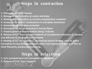 Steps in contraction
1. Discharge of motor neuron
2. Release of acetylcholine at motor end plate
3. Binding of acetylcholine to nicotine acetylcholine receptors
4. Increased Na+ and K+ conductance in end-plate membrane
5. Generation of end-plate potential
6. Generation of action potential in muscle fibres
7. Inward spread of depolarization along T tubules
8. Release of Ca2+ from terminal cisterns of sarcoplasmic reticulum (L tubules)
and diffusion to thick and thin filaments
9. Binding of Ca2+ to troponin C, uncovering myosin binding sites on actins
Formation of cross linkage between actins and myosin and sliding of thin on
thick filaments, producing shortening.
Steps in relaxation
1. Ca2+ pumped back into sarcoplasmic reticulum
2. Release of Ca2+ from troponin
 