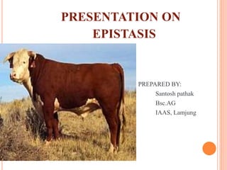 PRESENTATION ON
EPISTASIS
PREPARED BY:
Santosh pathak
Bsc.AG
IAAS, Lamjung
 
