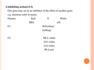 2.Inhibiting action(13:3)
One gene may act as an inhibitor of the effect of another gene,
e.g. aleurone color in maize.
Parents: Red X White
RRii rrII
F1: RrIi(white)
(selfing)
F2: 9R-I-:white
3rrI-:white
1rrii:white
3R-ii:red
 