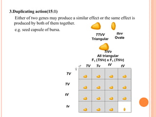 3.Duplicating action(15:1)
Either of two genes may produce a similar effect or the same effect is
produced by both of them together.
e.g. seed capsule of bursa.
TTVV
Triangular
ttvv
Ovate
TtVv
All triangular
F1 (TtVv) x F1 (TtVv)
TV Tv tV tV
TV
TV
tV
tv
 