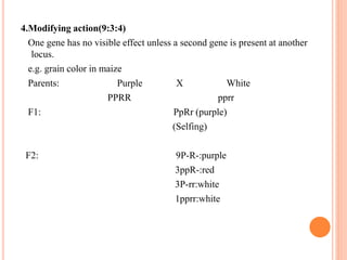 4.Modifying action(9:3:4)
One gene has no visible effect unless a second gene is present at another
locus.
e.g. grain color in maize
Parents: Purple X White
PPRR pprr
F1: PpRr (purple)
(Selfing)
F2: 9P-R-:purple
3ppR-:red
3P-rr:white
1pprr:white
 