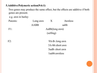 5.Additive/Polymeric action(9:6:1)
Two genes may produce the same effect, but the effects are additive if both
genes are present.
e.g. awn in barley
Parents: Long awn X Awnless
AABB aabb
F1: AaBb(long awn)
(selfing)
F2: 9A-B-:long awn
3A-bb:short awn
3aaB-:short awn
1aabb:awnless
 