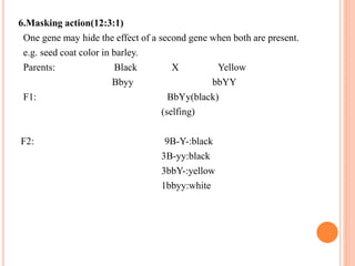 6.Masking action(12:3:1)
One gene may hide the effect of a second gene when both are present.
e.g. seed coat color in barley.
Parents: Black X Yellow
Bbyy bbYY
F1: BbYy(black)
(selfing)
F2: 9B-Y-:black
3B-yy:black
3bbY-:yellow
1bbyy:white
 