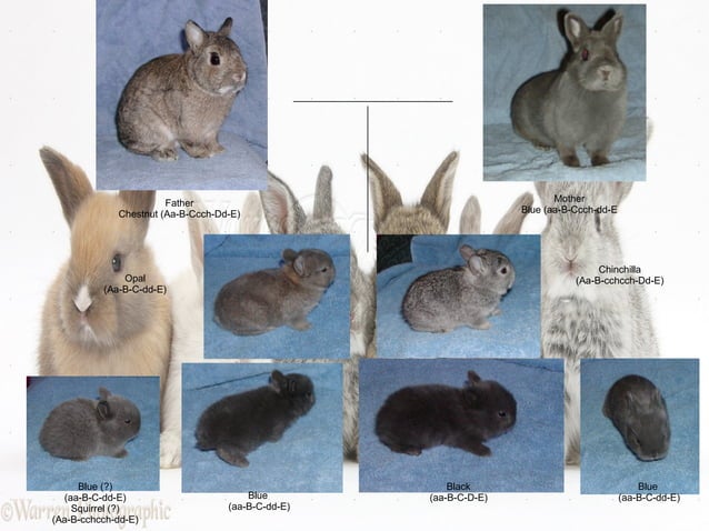 Rabbit Colour Genetics | PPT | Genetics | Science