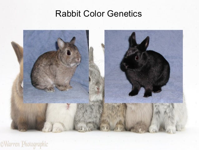 Rabbit Colour Genetics