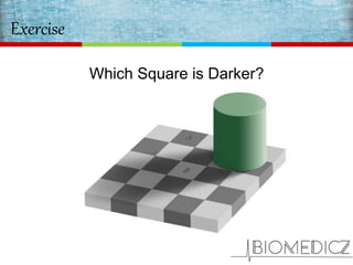 Exercise
Which Square is Darker?
 