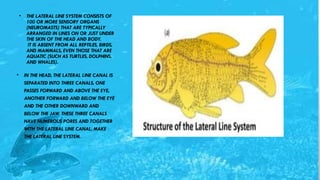 lateral line organ of scoliodon ppt presentation | PPTX