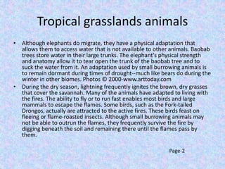 Tropical grasslands animals
• Although elephants do migrate, they have a physical adaptation that
allows them to access water that is not available to other animals. Baobab
trees store water in their large trunks. The elephant's physical strength
and anatomy allow it to tear open the trunk of the baobab tree and to
suck the water from it. An adaptation used by small burrowing animals is
to remain dormant during times of drought--much like bears do during the
winter in other biomes. Photos © 2000-www.arttoday.com
• During the dry season, lightning frequently ignites the brown, dry grasses
that cover the savannah. Many of the animals have adapted to living with
the fires. The ability to fly or to run fast enables most birds and large
mammals to escape the flames. Some birds, such as the Fork-tailed
Drongos, actually are attracted to the active fires. These birds feast on
fleeing or flame-roasted insects. Although small burrowing animals may
not be able to outrun the flames, they frequently survive the fire by
digging beneath the soil and remaining there until the flames pass by
them.
Page-2
 